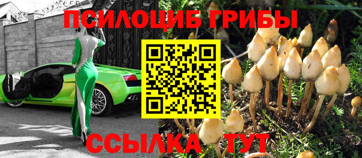 Псилоцибиновые грибы прущие грибы Тимашёвск